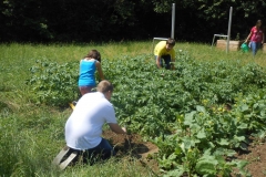 Gartenarbeit_Juni_2014