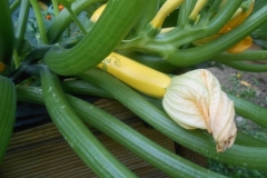 Zucchini_Sept2013